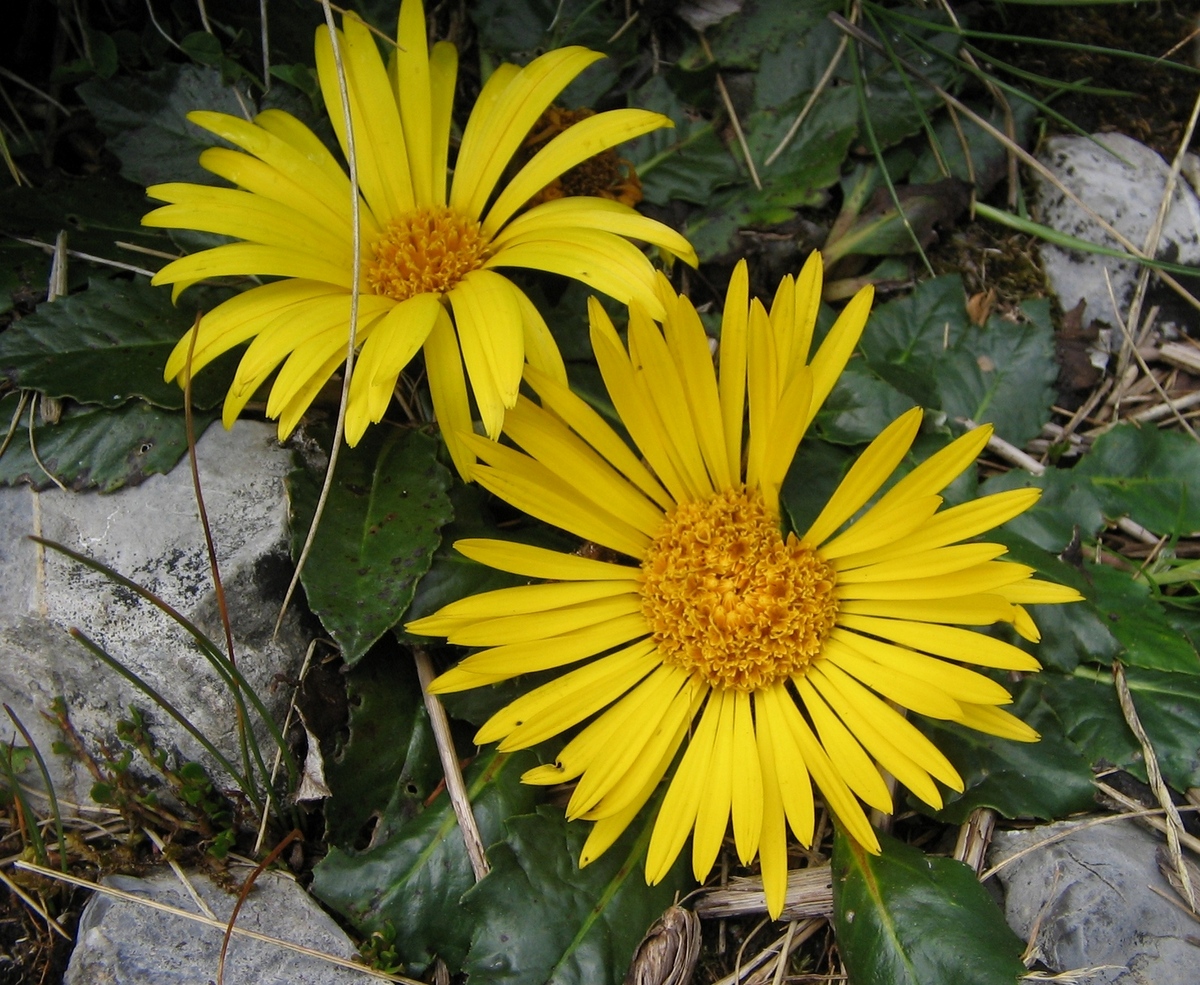 Paranephelius uniflorus Poepp. & Endlicher.
