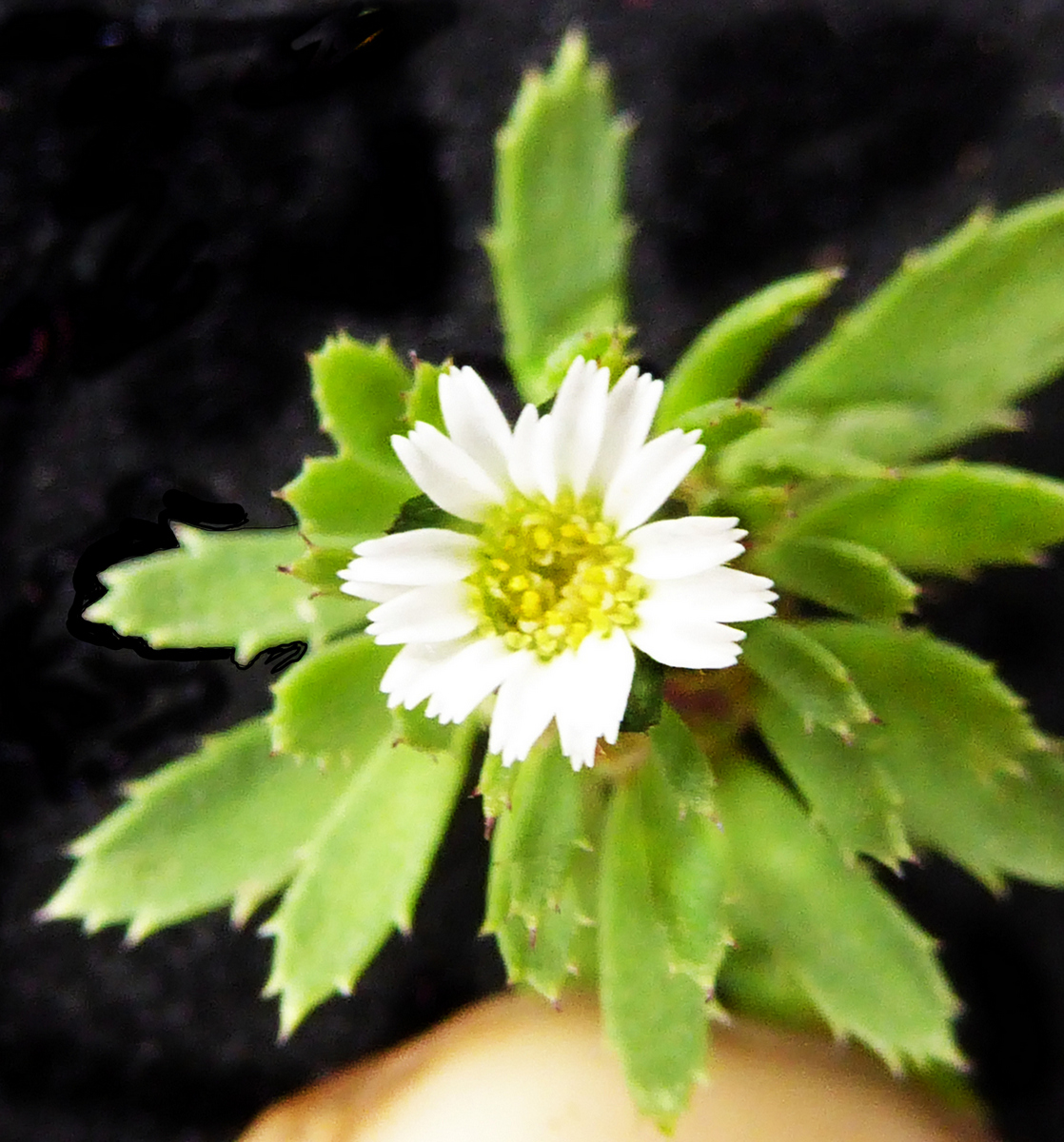 Chaetanthera peruviana A. Gray