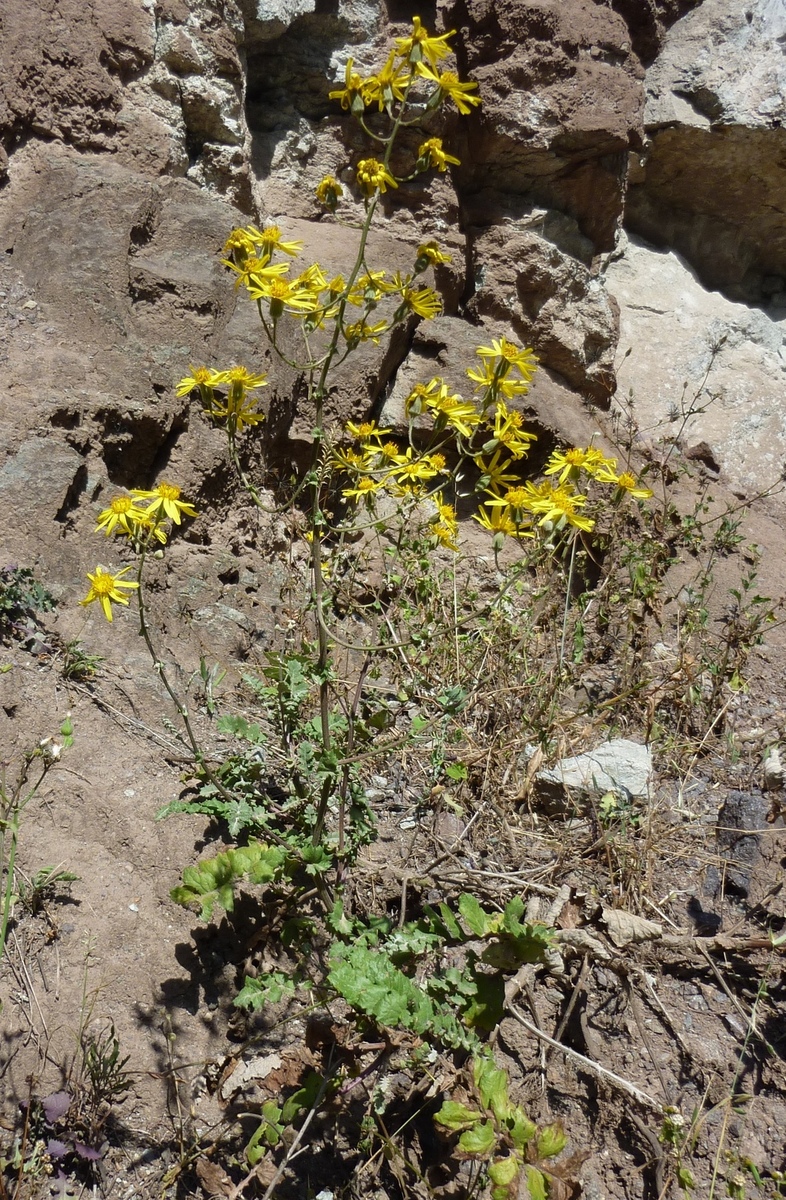 Lomanthus cantensis (Cabrera) P. Gonzáles.