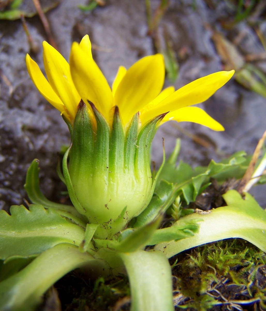 Senecio breviscapus DC.