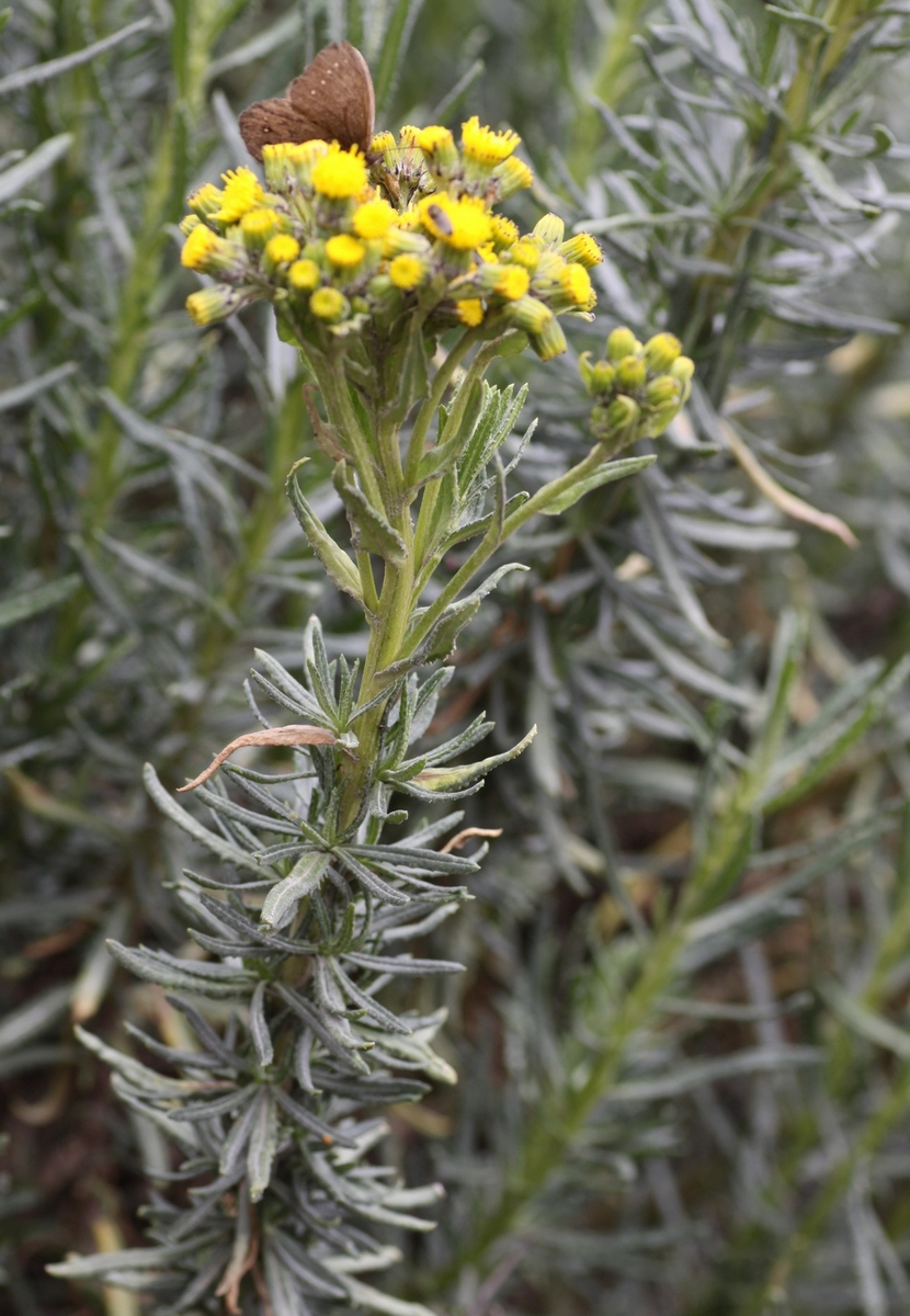 Senecio collinus DC.