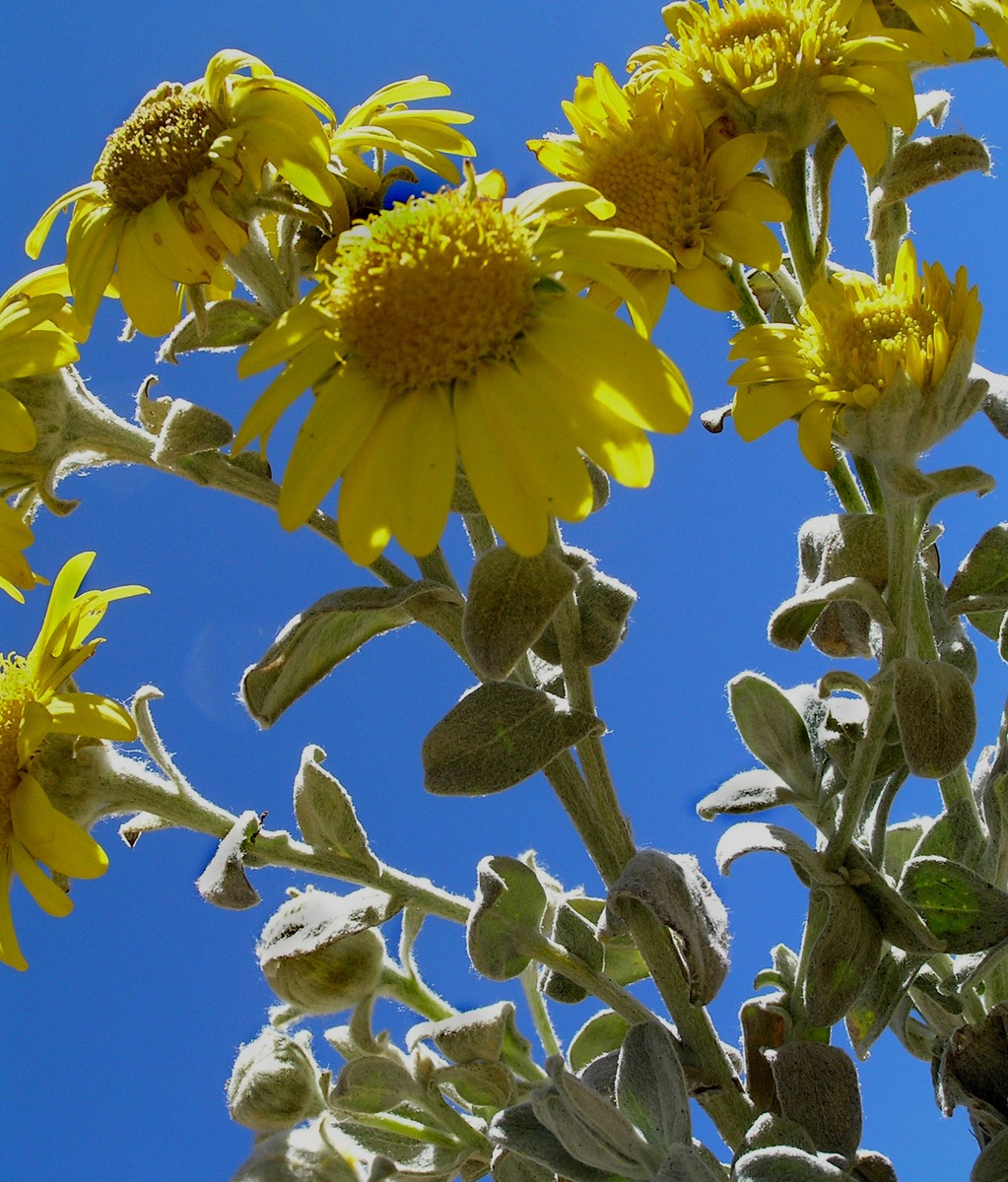 Senecio hohenackeri Sch.Bip. ex Wedd.