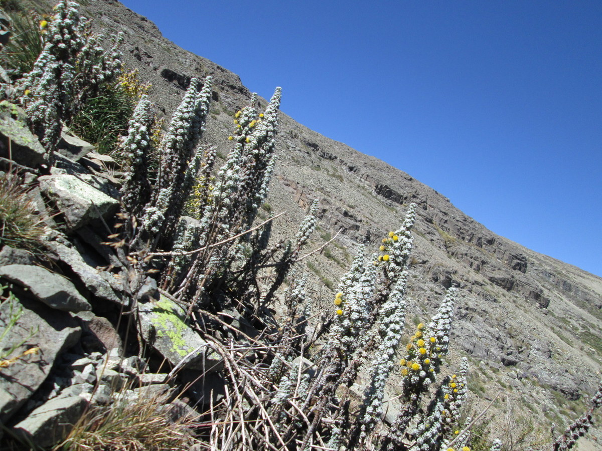Xenophyllum staffordiae (Sandwith) V.A. Funk.