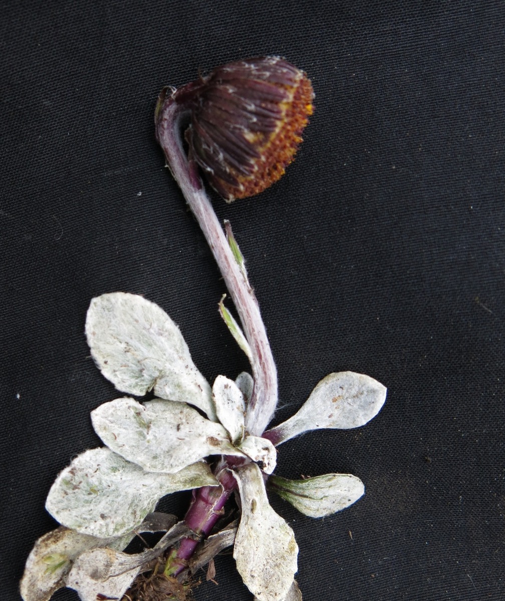 Senecio modestus Wedd.