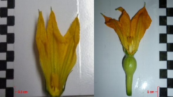 Flor femenina (derecha) y flor masculina
(izquierda) de C. moschata.