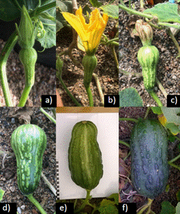 Desarrollo
del fruto de Loche (Cucurbita moschata).