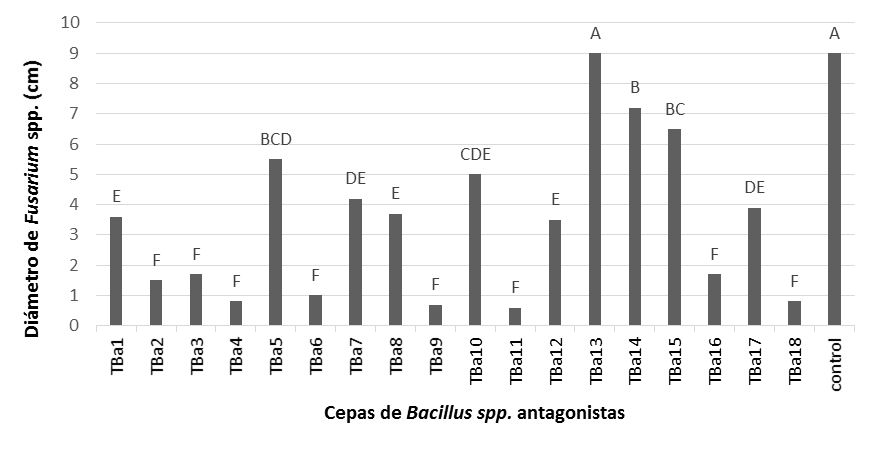 Efecto de cepas de Bacillus spp. (antagonistas) en el diámetro de colonia de Fusarium spp. en ensayo de antagonismo por contacto directo, después de diez días de incubación.