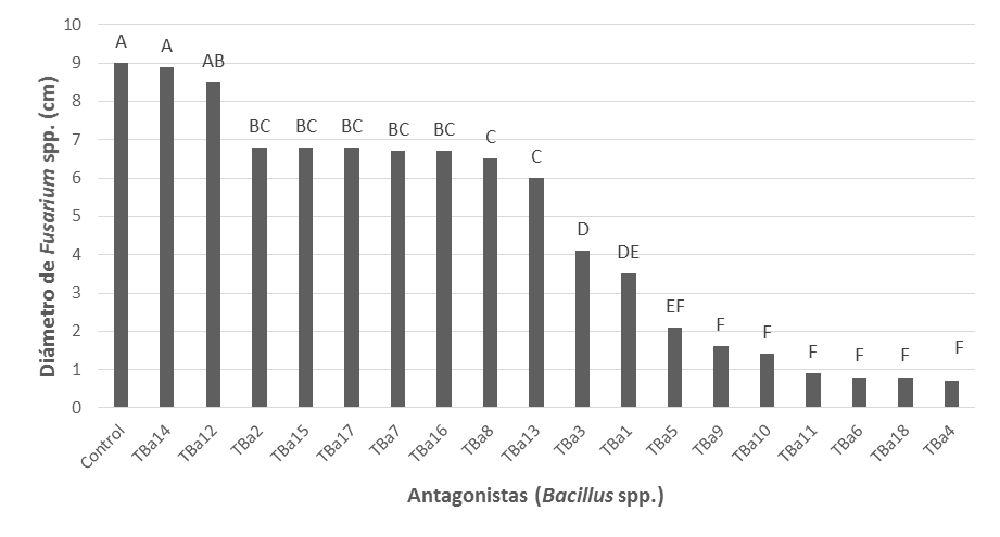 Efecto de cepas de Bacillus spp. (antagonistas) en el diámetro de colonia de Fusarium sp. en ensayo de antagonismo por cultivos duales, después de diez días de incubación.