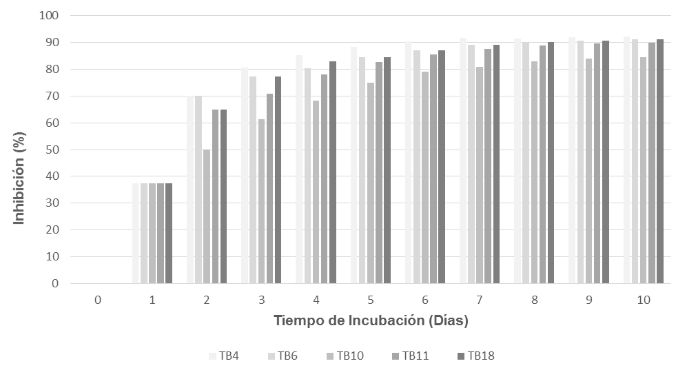 Porcentaje de inhibición del crecimiento micelial de Fusarium spp. frente a las cepas más eficaces de Bacillus spp. en prueba antagónica por cultivos duales.
