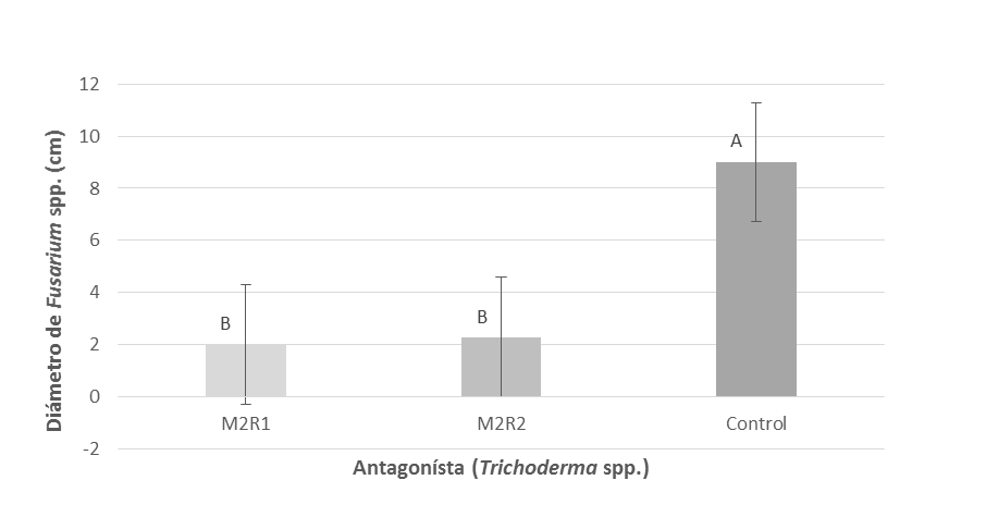 Efecto de cepas de Trichoderma en el diámetro de colonia de Fusarium spp. en ensayo de antagonismo por cultivos duales, después de diez días de incubación.