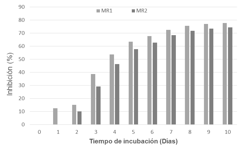Efecto de cepas de Trichoderma sp. en la inhibición del diámetro de colonia de Fusarium spp. en ensayo de antagonismo por cultivos duales, durante diez días de incubación. 