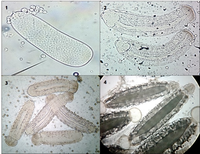 Cotesia flavipes.  1)  Huevo. 2)  Primer estadio larval. 3) Segundo estadio larval. 4) Tercer estadio larval (Foto: Astola, 2016).