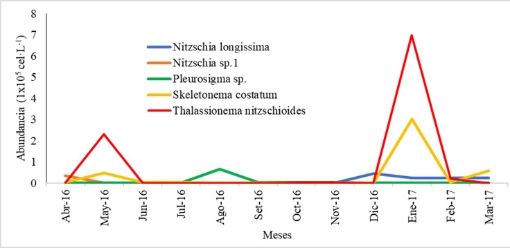 Variación temporal en valores medios de Bacillariophyta durante el periodo de estudio.