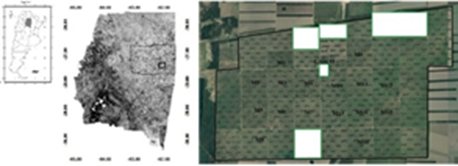 Left: Province of Santiago del Estero in Argentina, province of Santiago del Estero (center), Departamento Moreno (polygon in black fine line) and El 14 establishment (polygon thick black line). Right: El 14 and sixteen sample points in Megathyrsus maximus (Jacq.) pastoral systems