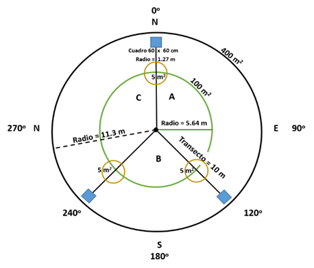 Diseo del sitio de muestreo usado para la evaluacin de variables relacionadas a la regeneracin natural (Modificado de: Flores et al., 2018)