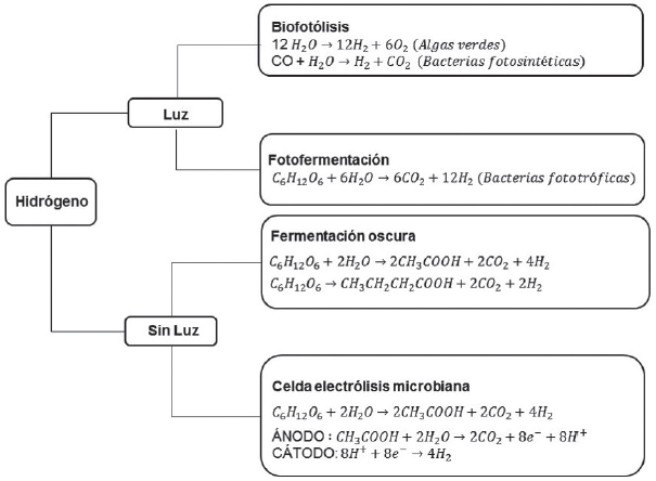 Procesos biol&oacute;gicos de producci&oacute;n de H2
 [58].

