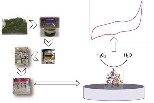 Esquema de la preparación del ESPC con la peroxidasa de pasto guinea y detección electroquímica de peróxido de hidrógeno.