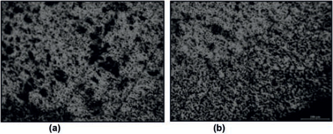 Microestrutura da amostra 1 com presença de poros e trincas resultante do processo de fabricação, região escura, sem ataque e aumento 200x –(a) Região central – (b) Região mais próxima da extremidade.