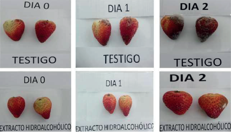 Efecto sobre la vida �til de la fresa, al aplicar el extracto de la cal�ndula.