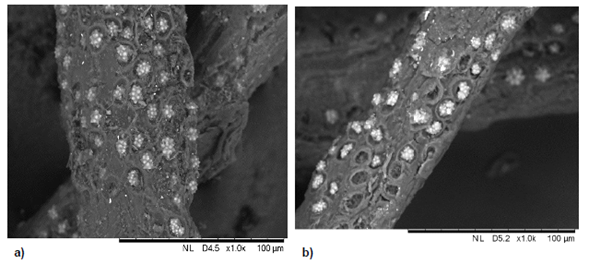 Micrografia da fibra do caroço de açaí a) In natura e b) Pré-tratada com solução 5% NaOH.