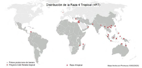 Distribuci�n para el a�o 2019 del Fusarium oxisporum f. sp. cubense R4T a nivel mundial [21].