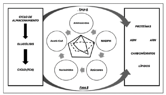 Dinámica metabólica que se presenta en el metabolismo celular de las levaduras.
