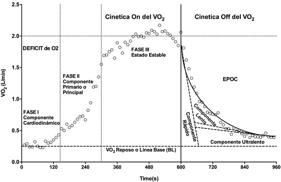 Modelo descriptivo de tres
fases para la cin&eacute;tica on y off del
consumo de ox&iacute;geno, y el proceso de recuperaci&oacute;n post ejercicio, en base a un
ejercicio de carga constante.