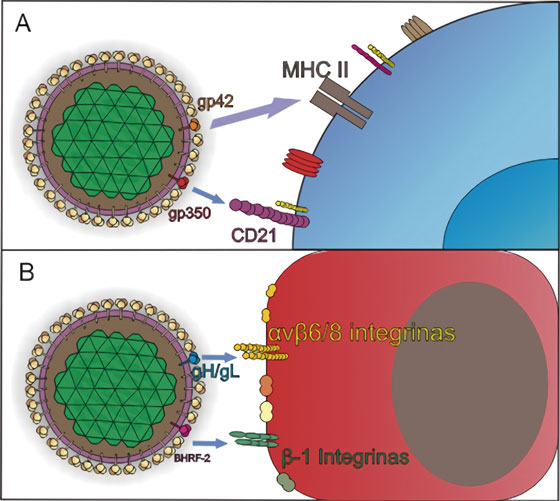 Mecanismos de entrada de EBV a c&eacute;lulas
blanco. Adaptado de Stanfield y Luftig77. A) La infecci&oacute;n de los linfocitos B
v&iacute;rgenes comienza por la uni&oacute;n de la glicoprote&iacute;na de la envoltura viral,
gp350/220 al receptor del complemento tipo 2, o CD21 o al CD35. Tras la
fijaci&oacute;n del virus a las c&eacute;lulas B, una segunda mol&eacute;cula, gp42, es escindido en
su dominio transmembrana, generando una prote&iacute;na soluble, que interact&uacute;a con su
receptor, el Complejo Mayor de Histocompatibilidad clase II, MHC II2. B) En las c&eacute;lulas epiteliales, la
entrada se da por fusi&oacute;n directa con la membrana plasm&aacute;tica del hospedero, y
requiere la uni&oacute;n del complejo gH/gL con las integrinas αvβ5, αvβ6 y αvβ8, a
trav&eacute;s del motivo de uni&oacute;n a integrina KGD, lo que posiblemente induce un
cambio conformacional en el complejo, que facilita la uni&oacute;n de gB y desata la
fusi&oacute;n2, 77.