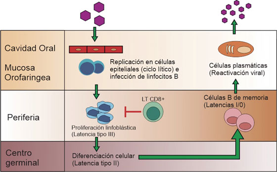 Ciclo del virus de Epstein-Barr. Adaptado
de Jha T, et al2. Una vez infectado el linfocito B virgen, el virus ingresa en
el programa de crecimiento o latencia tipo III, donde expresa la totalidad de sus
ant&iacute;genos e induce la transformaci&oacute;n y multiplicaci&oacute;n celular, generando
linfoblastos que al ser altamente inmunog&eacute;nicos activan la respuesta de los
linfocitos T citot&oacute;xicos30. A continuaci&oacute;n, tres de las prote&iacute;nas nucleares virales,
regulan negativamente el programa de crecimiento, latencia tipo II, que permite
la posterior migraci&oacute;n de la c&eacute;lula a los fol&iacute;culos linfoides para iniciar la
reacci&oacute;n del centro germinal; una vez generadas las c&eacute;lulas B de memoria, estas
pueden salir a la circulaci&oacute;n donde hay un silenciamiento total de la expresi&oacute;n
g&eacute;nica, llamada tambi&eacute;n latencia tipo 0. Eventualmente los linfocitos B de
memoria se dividen y as&iacute; mismo expresan una &uacute;nica prote&iacute;na nuclear viral,
EBNA-1, entrando en latencia tipo I, o migran a las am&iacute;gdalas reactivando el
ciclo l&iacute;tico2.
