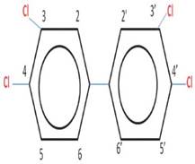 Derivado del bifenilo. Estructura del 3,3', 4,4' - tetraclorobifenil (PBC-77)