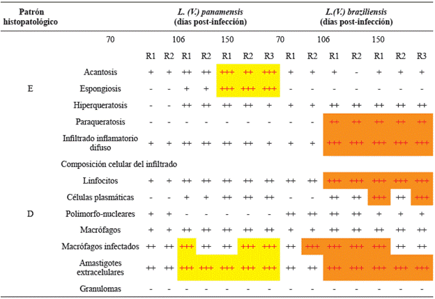 Intensidad de las variables histopatol&oacute;gicas estudiadas en lesiones de ratones infectados con L. (V.)panamensis y L. (V.) braziliensis. La tabla muestra la intensidad [+(1-15/campo):leve, ++(16-30/campo): moderado, +++(>30/campo):severo] de las variables encontradas en E: epidermis y D: dermis, 70, 106 y 150 d&iacute;as post-infecci&oacute;n. Los cuadros amarillos para L. (V.) panamensis y los anaranjados para L. (V.) braziliensis muestran las caracter&iacute;sticas m&aacute;s sobresalientes. (-): ausencia de la variable en los campos observados. R: rat&oacute;n. Observaci&oacute;n en 50 campos microsc&oacute;picos, aumentos de 1000x.