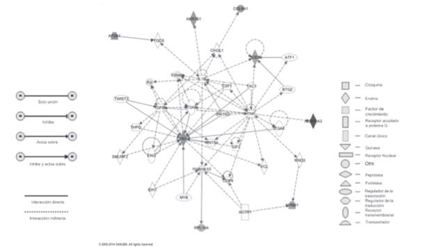 An&aacute;lisis de las prote&iacute;nas diferencialmente expresadas en preadipocitos de TASC provenientes de pacientes obesos normogluc&eacute;micos (NG) y diab&eacute;ticos (DM). Red (network) en la que se incluyen prote&iacute;nas con expresi&oacute;n diferencial, generada mediante el software Ingenuity Pathways Analisys (IPA).