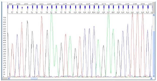Resultado de la secuenciaci&oacute;n directa de un segmento del gen APOA.