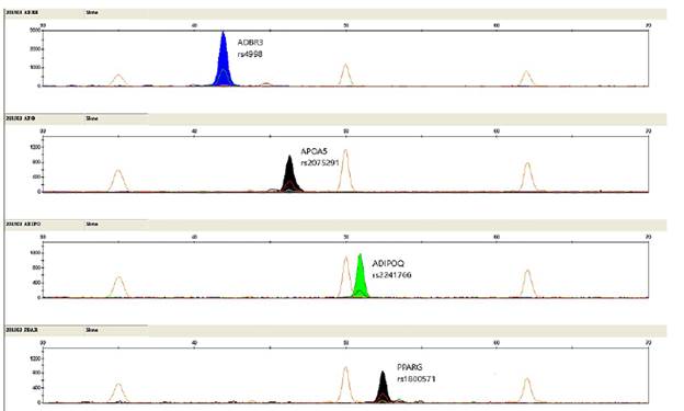 Identificaci&oacute;n de cuatro polimorfismos amplificados en forma individual.