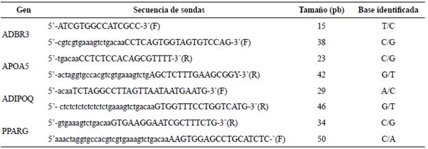 Secuencias de cebadores tipo sonda empleados para la t&eacute;cnica de SNaPshot.
