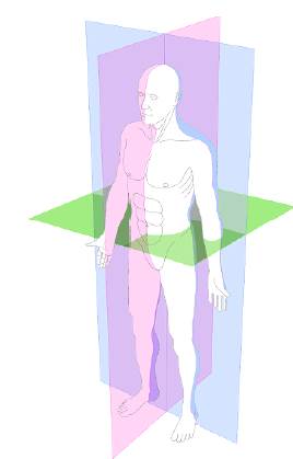 Posición anatómica de referencia y planimetría. Posición anatómica de referencia: cuerpo humano de pie con la vista al frente, los miembros superiores a ambos lados del tronco, las palmas de las manos hacia delante y los miembros inferiores juntos con los pies paralelos. Planos anatómicos: en color azul el plano frontal que divide el cuerpo en anterior y posterior, en color rosado el plano sagital que divide el cuerpo en derecha e izquierda y en color verde el plano transversal que lo divide en superior e inferior.