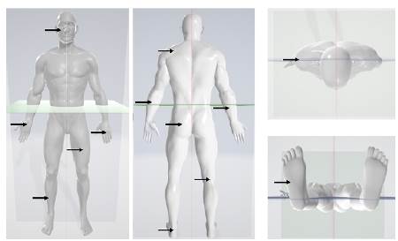 Identificación de segmentos corporales. Figura humana en plano coronal (vista anterior y posterior) y plano transversal (vista superior e inferior).