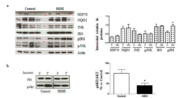 Se&ntilde;alizaci&oacute;n de insulina en modelo de HGHI (a) Western blot de HSP70, NQO1, JNK, IRS, pIRS, pJNK (imagen izquierda) e intensidad relativa de las prote&iacute;nas (tabla derecha) en ausencia (control) o presencia del tratamiento HGHI (b) efectos del modelo HGHI en la v&iacute;a de se&ntilde;alizaci&oacute;n de insulina en los adipocitos (ratios pAkt/Akt) con y sin tratamiento de HGHI. Los valores evaluados representan la media &plusmn; SEM. Las diferencias entre grupos se analizaron mediante ANOVA de una v&iacute;a seguido de la prueba de Dunnett: *P<0,05; **P<0,01; y ***P<0,001 respecto al control.