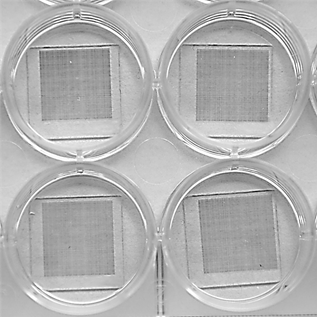 Patterned cover-slip embedded in a well plate.