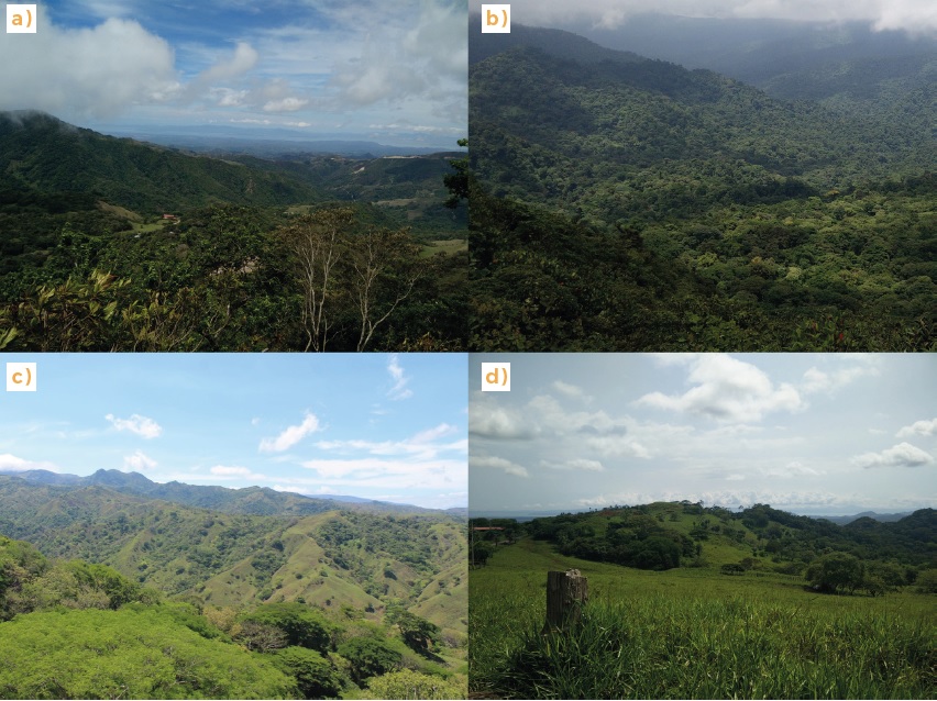 Relieves end&oacute;genos modelados: a) vista panor&aacute;mica desde la parte alta de la cuenca; b) laderas modeladas por acci&oacute;n fluvial con bosques en la Reserva Biol&oacute;gica Monteverde; c) laderas configuradas por reptaci&oacute;n y arroyada; d) lomer&iacute;os tect&oacute;nicos
