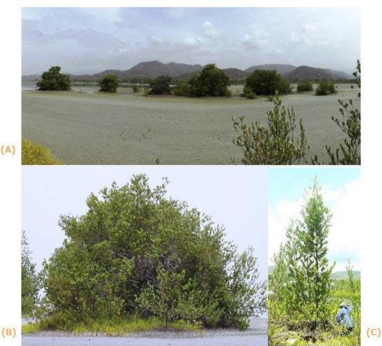 Manglares en la laguna de Unare.