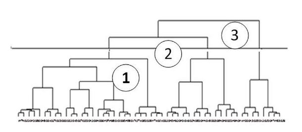 Dendograma de la
dimensi&oacute;n seguridad.