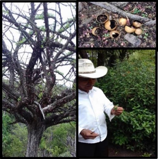 &Aacute;rbol y frutos aprovechados de Cuatecomate (Crescentia alata Knth). Don Mario nos muestra el Muicle (Justicia spicigera Schlect and. Schdl). Como especies de uso medicinal