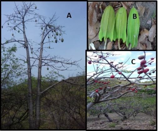 A. &Aacute;rbol. B. Fruto de bonete. C. &Aacute;rbol y fruto de ciruela