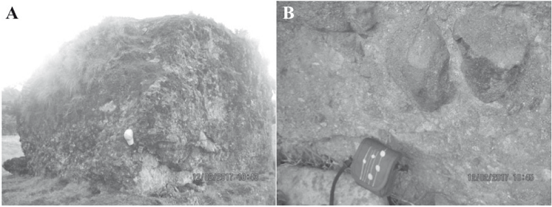 A. La Piedra del Guacamullo, en el sector Pedregal de la Vereda Tasmag. B. Detalle del megabloque donde se observan clastos de lava angulosos en matriz de ceniza y lapilli. Origen incierto, pero podr&iacute;a corresponder a un dep&oacute;sito de flujo de bloques y ceniza. De otra parte, la tradici&oacute;n ancestral se&ntilde;ala a esta Piedra como sitio de origen de las comunidades que habitan la regi&oacute;n.