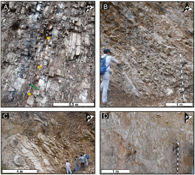 Seccin de la Formacin La Luna en “La Cantera” (Matanza, Santander). A. Niveles de chert en el Segmento I. Se indica un posible nivel de bentonitas (*). B. Mudstones fosfticos con laminacin planoparalela en la parte media del segmento II. C. Concreciones sobre la base del segmento III. D. Lodolitas calcreas de geometra tabular (Segmento IV). Cada intervalo del bastn es igual a 10 cm.