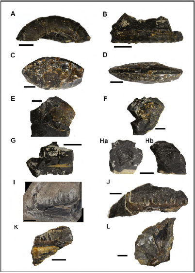 Fsiles representativos de la columna estratigrfica de la Formacin La Luna en el sector de Matanza.