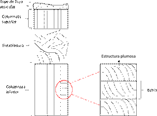 Facies y estructuras características de lavas con disyunción columnar (basado en Long y Wood (1986) y Li y Liu (2020)).