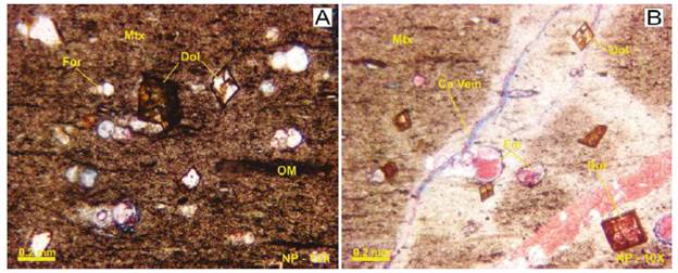 Sample MEG-024. A. Micrite matrix (Mtx), uniserial foraminifera (For) and rhombohedral crystals of oxidated dolomite (Dol). B. Calcite vein (Ca Vein), uniserial linear foraminifera (For), matrix (Mtx), moderate organic matter content (OM), oxidated dolomite rhombohedral crystals (Dol). Photo by: Jorge Meza / José Trespalacios.