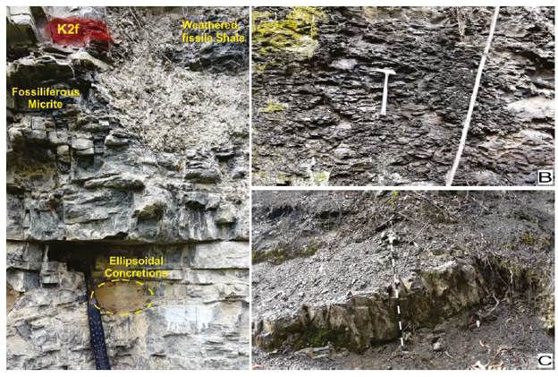 La Frontera and Conejo Formations. A. La Frontera Formation segment A: These differentiated layers shows a high hardness degree and compaction with silicon matrix, variations in organic matter content, from moderate in its base to high in the upper part of segment. B. Conejo Formation segment A: Dark gray to black shale layers; abundant organic matter content and high weathering degree due to water filtrations in the outcrop. C. Conejo Formation segment D: Dark gray fissile shale layers altered by weathering, plus massive shales up to 70 cm.